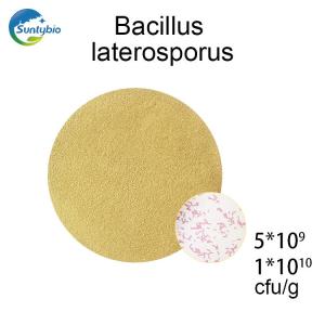 Wholesale generic peptide: Bacillus Laterosporus