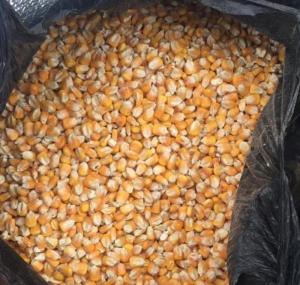 Wholesale Fresh Food: Dry Yellow Corn for Animal Feed Wholesale