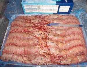 Wholesale packing: Prawns Wholesale Frozen  Shrimps, Argentine Prawns (Wild)