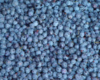 Wholesale wild blueberries: strawberries, raspberries, blackberries, etc berries