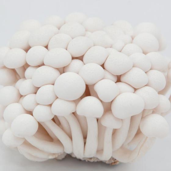 Sell fresh mushroom