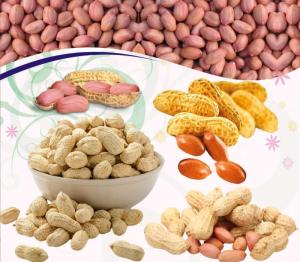 Wholesale biscuits: Groundnut