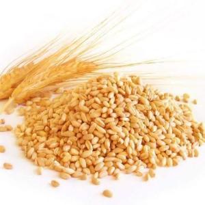 Wholesale logistics: Wheat