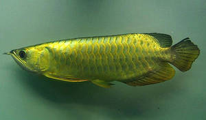 Wholesale fish: Super Red Arowana Fish and Others Available for Sale