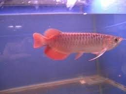 Wholesale super a: Top Quality Ultra-red Fish Seized, and Many Others Available