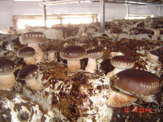 sell_fresh_shiitake_mushroom.jpg