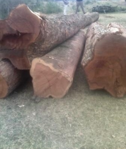 Sell Balsamo with smell / Santos Mahogany on Logs