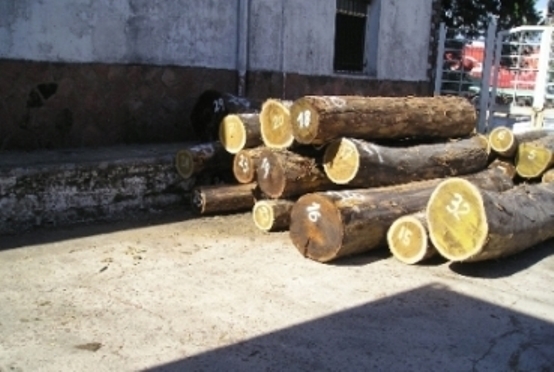 Sell Lapacho / Brazilian Walnut on Logs