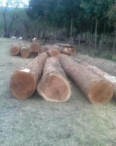Wholesale black on green: Logs of Tropical Hardwoods