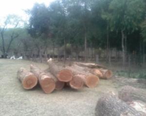 Wholesale smell: Logs of Balsamo with Smell / Santos Mahogany