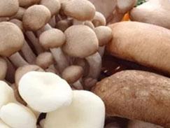 Sell Mushroom Grow Light