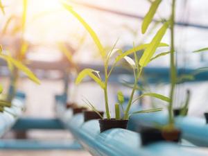 Wholesale stem cell: Seed Growing Light