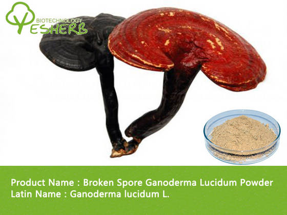 Sell Ganoderma Extract