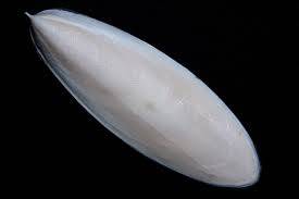 Wholesale cuttle: Cuttle Fish Bone Suppliers