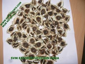 Wholesale oil separator: Moringa Seed Suppliers