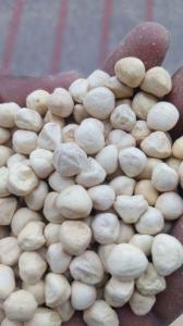 Wholesale tea extract: Moringa Kernel Seeds