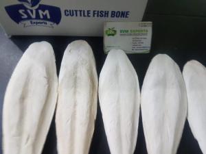 Wholesale fishing: Cuttlefish Bone