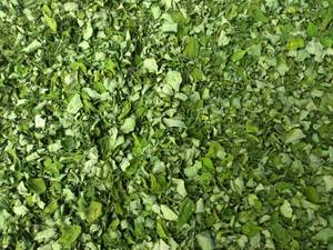 Wholesale water purifier: Organic Moringa Dry Leaves Exporters India