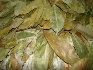 Wholesale exporter: Nutritional Moringa Dry Leaves Exporters