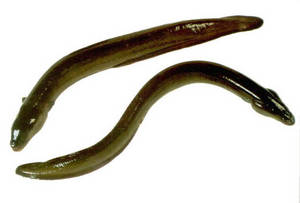 Wholesale live eel: Eel Fish