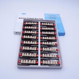 Wholesale t8: Synthetic Resin Teeth New Way
