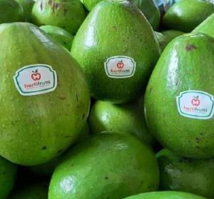 Wholesale tropical avocado producers: Avocado - HS Code 0804.40.00 Wholesale tropical avocado producers: Avocado - HS Code 0804.40.00