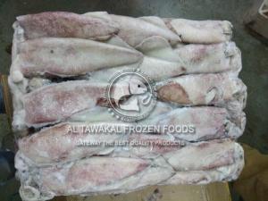 Wholesale production line: Frozen Loligo Squid