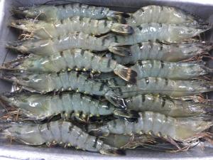Wholesale Fish & Seafood: Black Tiger Shrimp - HOSO.