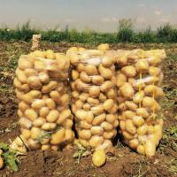 Fresh Potato New Crop Wholesale Price 