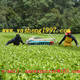 Sell 1000mm 1200mm 1400mm two man tea harvester China factory