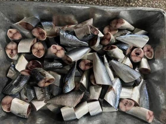 Sell frozen mackerel fully cut for canning 6cm