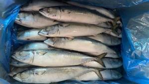 Wholesale scomber japonicus fish: Frozen Mackerel Whole Round 300/500g