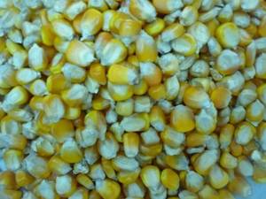 Wholesale food storage container: Corn Seed