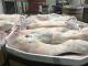 Sell chilled sheep whole carcass