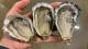 Sell  live pacific oysters