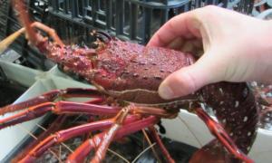 Wholesale combined harvester: Spiny Rock Lobsters