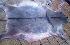 Wholesale lift: DONKEY HIDES,Wet Blue Cow Hide,Salted Lamb Skin,Salted Rabit Skin,SALTED COW HIDES and Cow Head Skin