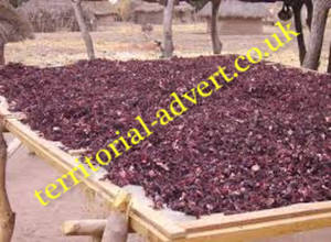 Wholesale hibiscus tea: Dried Hibiscus Flower