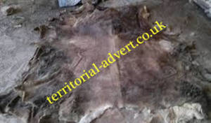 Wholesale salted: Dry Salted Donkey Hides