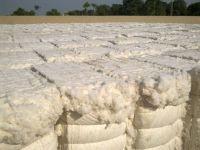 Sell RAW COTTON SUPPLIER IN PAKISTAN