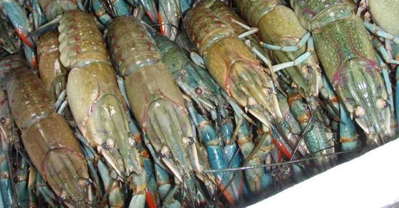 live redclaw crayfish , yabby crayfish and other types of