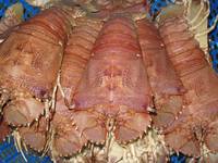 Live Bugs and Slipper Lobster Best 