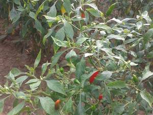 Wholesale agriculture: Chili Pepper