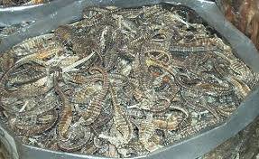 Wholesale dry sea cucumber: Dried Sea Horse, Fresh Sea Horse