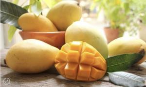 Wholesale Mango: Fresh Cat Hoa Loc Mango From Viet Nam-High Quality, Stable Supply, Competitive Price (Huunghi Fruit)