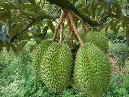 Wholesale ben tre viet nam: Fresh RI6 Durian From Vietnam-High Quality and Competitive Price (HuuNghi Fruit)
