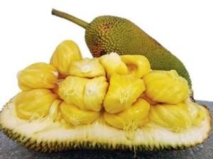 Wholesale mixed canned fruits: Fresh To Nu Jackfruit From VIETNAM- Natural Sweet, High Quality, Competitive Price (HuuNghi Fruit)