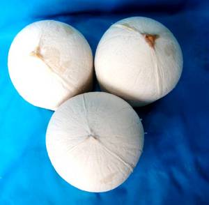 Wholesale anti antioxidants: Fresh Coconuts