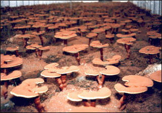 Linhzhi Mushroom