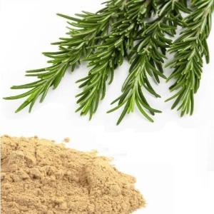 Wholesale nail care products: Natural Bulk Rosemary Extract Carnosic Acid 20% 50% 60%